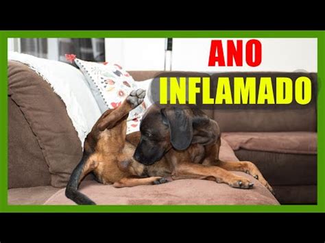 Mi Perro Tiene El Ano Irritado Causas S Ntomas Y Remedios Efectivos