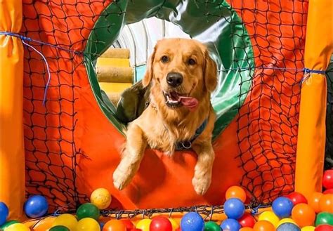 Dog Ball Pit: A Safe And Fun Place For Your Dog To Play 101