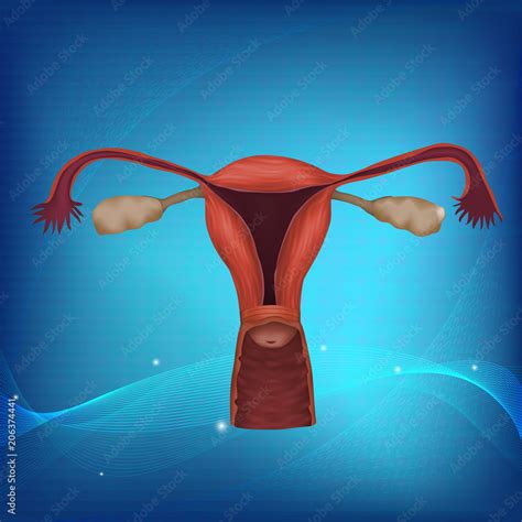 Human Realistic Uterus Anatomy Illustration Colored Image Blue