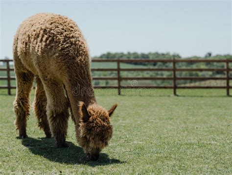 Beautiful Brown Alpaca Grazing in Its Fenced Habitat Stock Photo ...