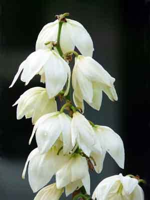 Юкка славная — Yucca gloriosa L.