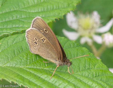 Ringlet Butterfly Great Knowley Chorley Lancs UK DSC 11