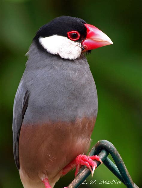 Java Sparrow 1 Maui Hawaii One Day As I Was Walking Al Flickr