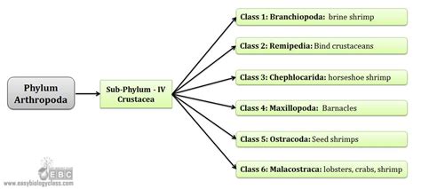 Crustaceans Characteristics | EasyBiologyClass