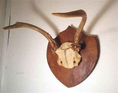 Vintage Mounted Deer Antlers W Partial Skull Taxidermy Trophy Wall