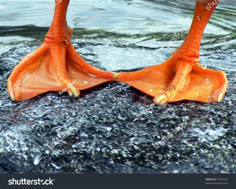 Duck Feet Stock Photo 16927501 Shutterstock