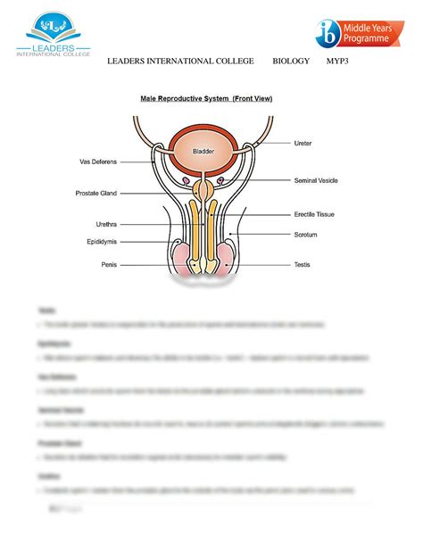 Solution Reproductive System Study Sheet Studypool