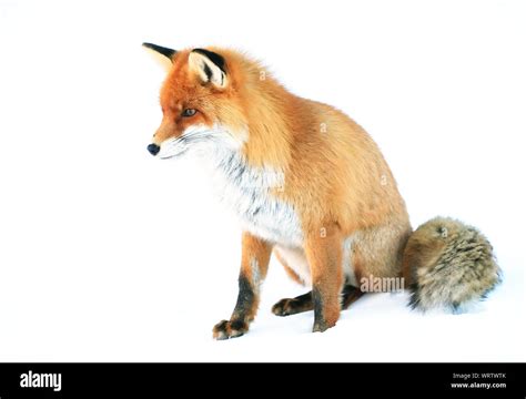 Red Fox Sitting On Snow Hi Res Stock Photography And Images Alamy