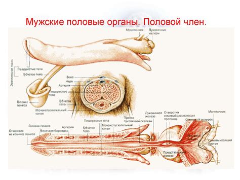 Половая система человека презентация онлайн