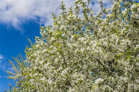 Las Ramitas Del Apple Rbol Con Las Hojas Verdes Jovenes Y Las Flores