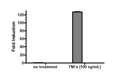 Nf Kappab Luciferase Reporter Lentivirus Bps Bioscience Biomol