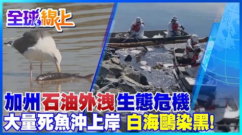 加州黑沙灘漏油生態危機 大量死魚沖上岸 白海鷗慘被染黑 ｜全球線上 Globalvision Youtube