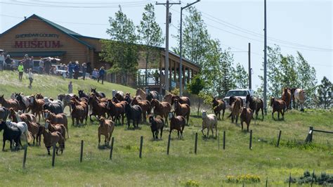 Eatons Horse Drive Festival in Sheridan Wyoming