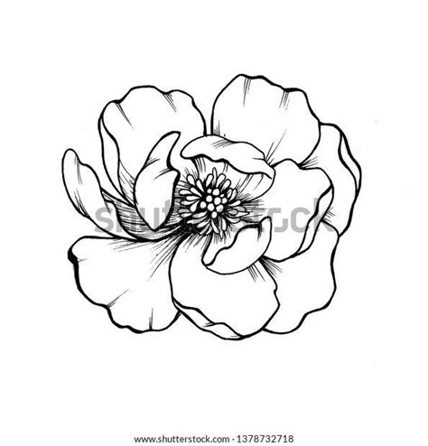 Pin By Ic On Flower Line Drawings Flower Art Drawing Flower Drawing