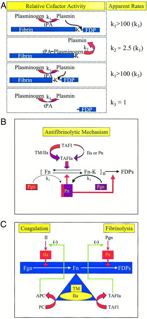 Thrombin Activatable Fibrinolysis Inhibitor And An Antifibrinolytic