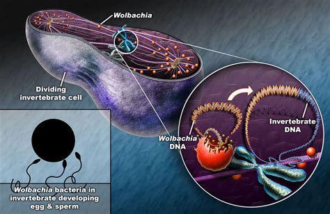 Wolbachia Genome Discovered Inside Drosophila Genome Science 20