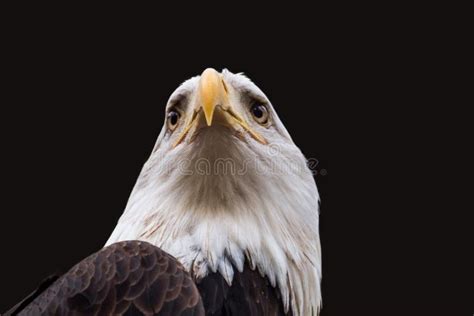 Portrait Of A Bald Eagle Wild Life Close Up Stock Photo Image Of