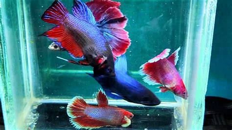 Adu Ikan Cupang Halfmoon Crowntail Beli Ikan Cupang Halfmoon Crowntail