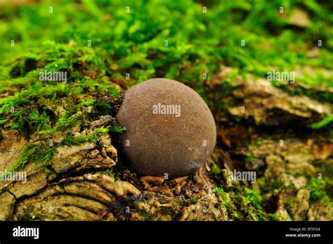 Puff Ball Fungi Hi Res Stock Photography And Images Alamy