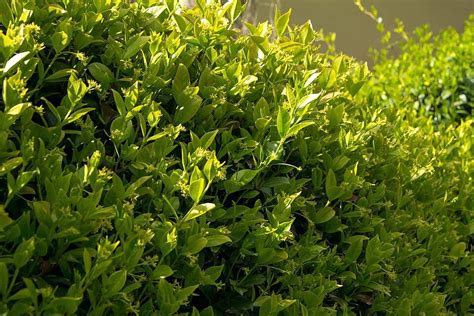 Fondo Una Mirada De Cerca A Una Floreciente Enredadera Trachelospermum