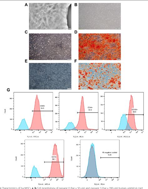 Figure From Human Umbilical Cord Mesenchymal Stem Cell Derived