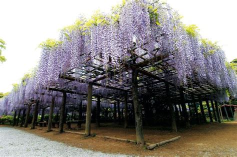 Top 3 Places To See Wisterias In The Tokyo Area This Spring Hyper Japan