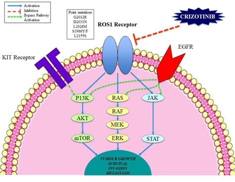 Figure 1 From Focus On Ros1 Positive Non Small Cell Lung Cancer Nsclc