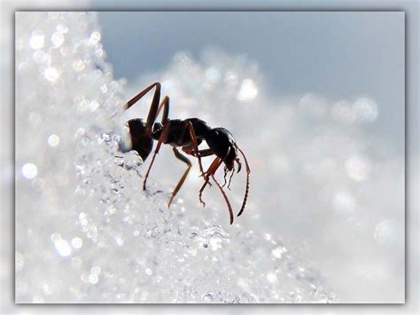 Do Ants Sleep? Interesting Facts That Might Blow Your Mind