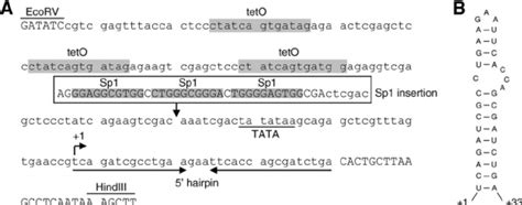 The TetO CMV Promoter A In The TetO CMV HIV RtTA Variant The U3 TAR