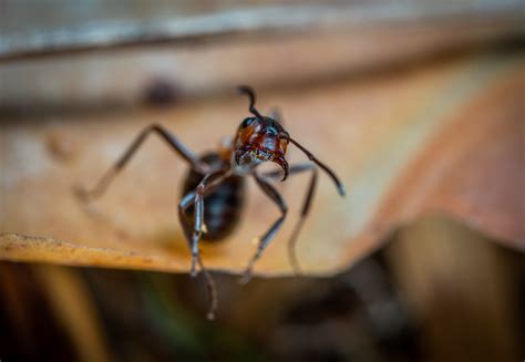 Kostenlose Foto Pest Carpenter Ant Makrofotografie Wirbellos