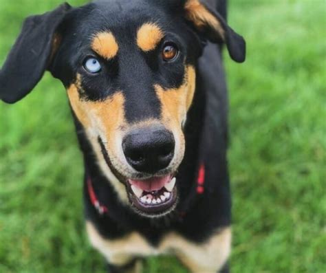 Doberman Husky Mix: Personality, Temperament & Grooming