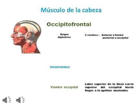 Musculo Occipitofrontal YouTube