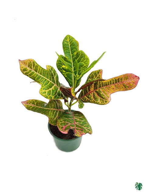 Buy Oakleaf Croton Online Peppyflora