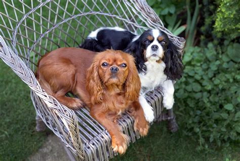 What Is A Cavalier King Charles Spaniel? | Complete Breed Guide