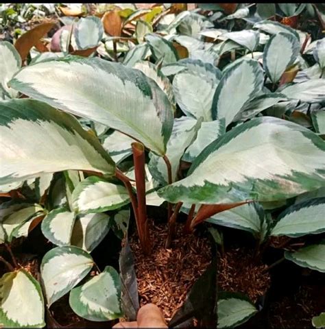 Jual Tanaman Hias Calathea Dark Start Dengan Pot 20 Di Lapak Hts