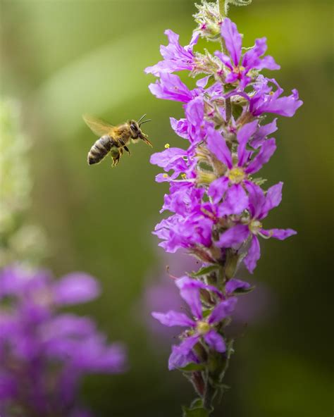 Do Honey Bees Like Wildflowers at Amy Kent blog