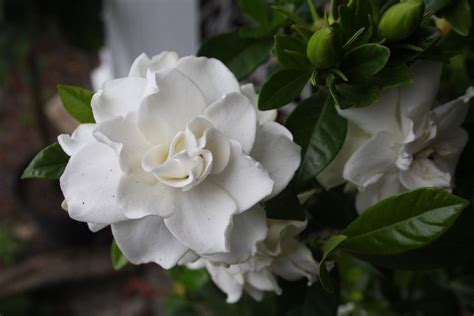 13 Popular Varieties of Gardenia