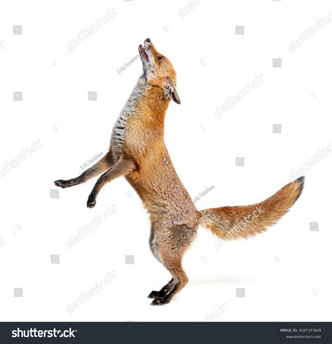 Foxes Stock Photos - 475,251 Images | Shutterstock