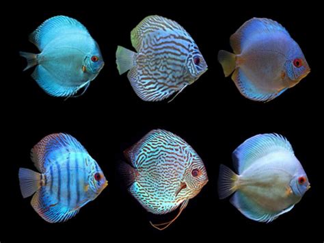 Assorted Blue Discus Available At Fishplaceeuproductassorted