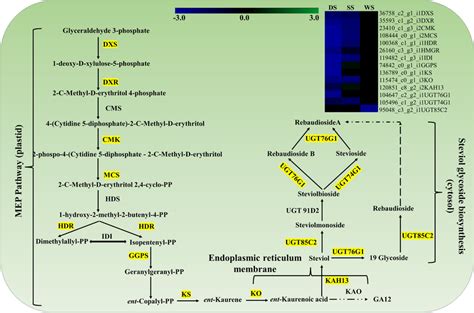 Steviol Glycoside SGs Biosynthesis Pathway And The Heatmap Showing