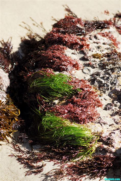 Tidepool13 Colorful Seagrass At Low Tide Brian Mcstotts Flickr