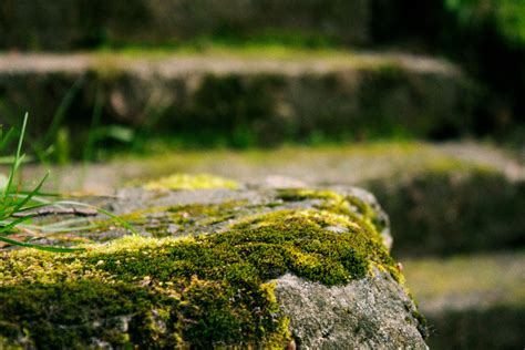 Free Images Tree Water Nature Forest Grass Rock Lawn Sunlight