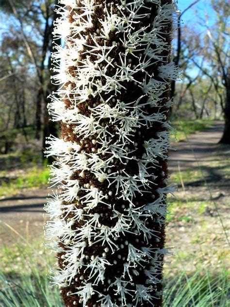 Grass Tree @ BOG Wildflowers