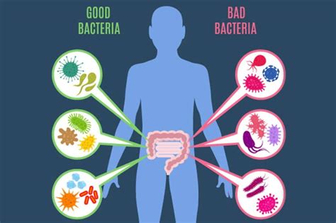 Il Microbioma Umano Il Genoma Batterico Nell Essere Umano