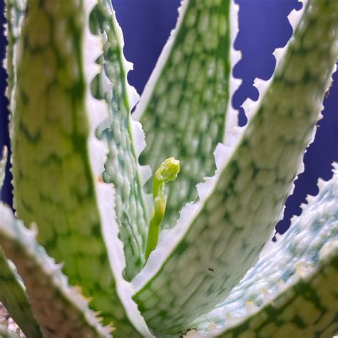 indoor aloe
