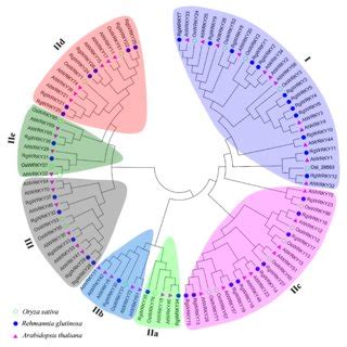 Phylogenetic Tree Of The Wrky Transcription Factors From Rehmannia