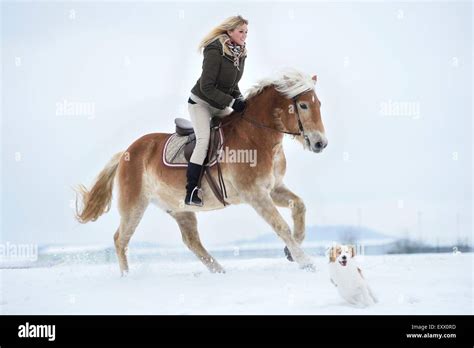 Haflinger Horse Snow High Resolution Stock Photography And Images Alamy