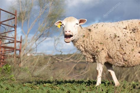 Smiling sheep — Stock Photo © Juan_G_Aunion #61398019