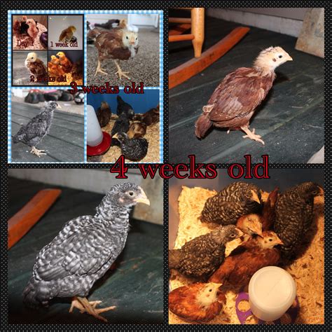 Barred Rock And Rhode Island Red Chick Age Progression My Peeps Pinterest Age Progression