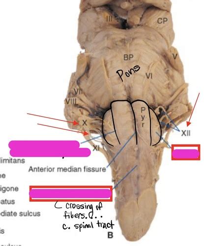 Brainstem Reticular Formation Flashcards Quizlet